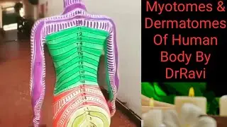 Myotomes & Dermatomes Of Human Body By DrRavi