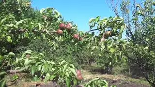 От обрезки -  волчки на груше, безумие блохеров. Ч.2.