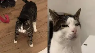 I dare you not to laugh at these FUNNY CATS🥰 New Funny Cat Videos😸😸 #3