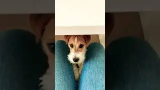 Джек Рассел милый пёс