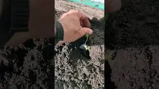 Пророщенные в рулонах #огурцы. Высаживание в грунт.
