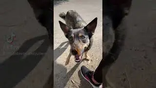 Бабочка играет с собакой! 