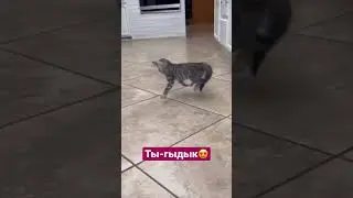 Тыгыдык #cat #cats #кот #котики #catshorts