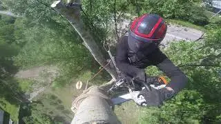 Удаление деревьев по частям. Завеска макушки дерева