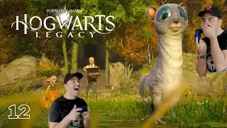 Hogwarts Legacy - Gameplay / The epic adventure continues (12)