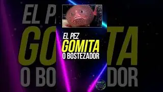 Este pez es ATERRADOR PERO BELLO: EL GOMITA.  #animales #curiosidades #peces #pez #animalesmarinos