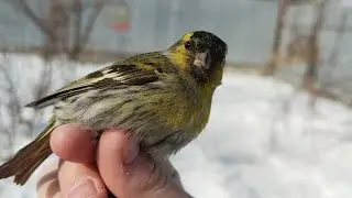 ловля певчих птиц на сеть попалось много чижей!!!