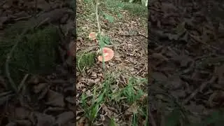 Грибная охота началась! 💃