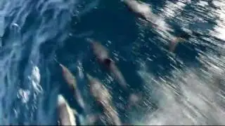 Fast Swimming Dolphins by Newport Beach