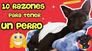 10 Reasons to Adopt a Small Dog Like Lana