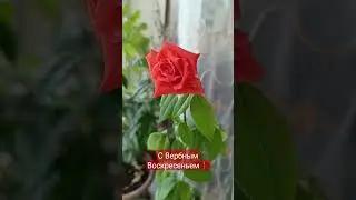 Распустилась роза в Вербное Воскресенье #весна