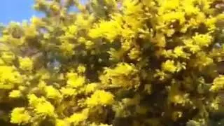 Вот Он Цветок 8 Марта!!!