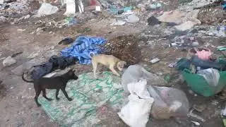 Puppies In The Dump