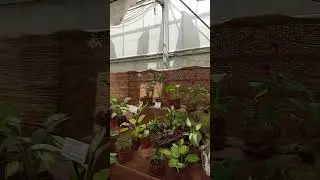 Выставка лилий и флоксов - 1 #цветы