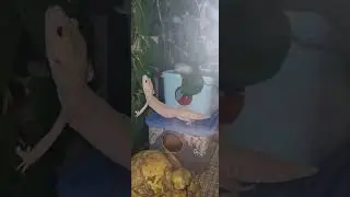 Неуклюжий Эублефар .
