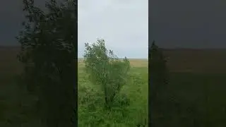 Русское поле .Мой любимый край .Моя любимая Россия 🇷🇺