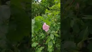 VID 20200604 123046