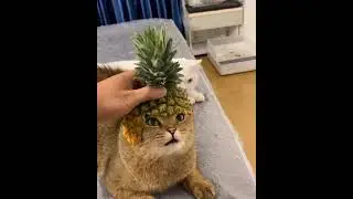 Святой Ананасий.