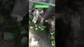 #узбекистан