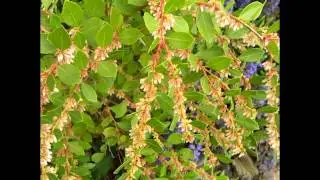 ЛИОНИЯ  (LYONIA)  сем. Вересковые