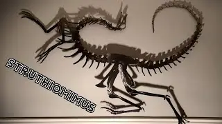 Making a life sized Struthiomimus skeleton
