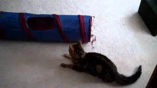 Isis the shibador (shiba inu/lab) puppy and Xavier the bengal play