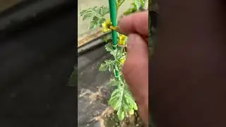 Опыляем мы арбуз )