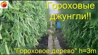 Горох Гороховые джунгли 3 х метровый сладкий спаржевый горох! Съедобная живая изгородь!