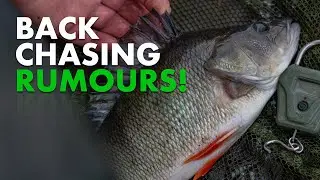 Fishing For BIG PERCH With Prawns - Part Two