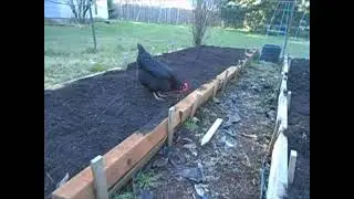 Spreading compost on the garden w/a little help from my hens.