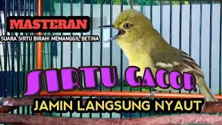 SIRTU BIRAHI FULL GACOR ‼️ SUARA MEMANGGIL BETINA.
