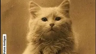 Fotos antigas de gatos.