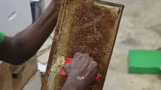 முருங்கை தேன் / Moringa Honey