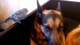 Драка котов и собак