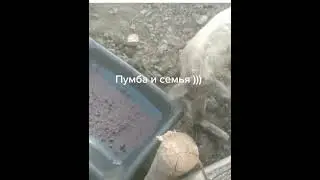 Бухие Свиньи 