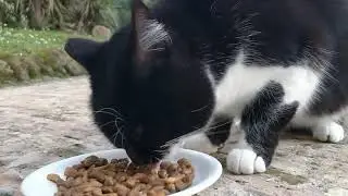 Daily Vaticats! Feb 20, 2023