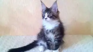 Darilum Asterix, 12 weeks.