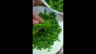 Заготовка молодых побегов ели. Новичкам
