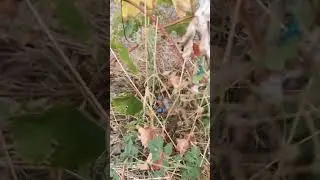 Электрокультура. Результаты на винограде