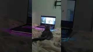 как увлечённо смотрит 😊😊😊 #shorts