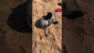 Морской песок из какого моря угадайте ?