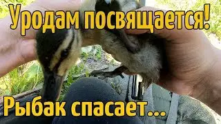 СПАСЕНИЕ УТЕНКА ОСТОРОЖНО СЕТИ!