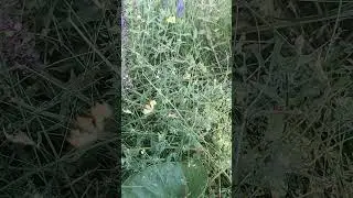 Особо ценимое в травническом деле