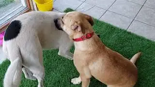 Pixie 17260 & Frank 17253 Dog Test