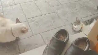2 cat almost fighting each other
