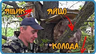 КАКУЮ ЛОВУШКУ ВЫБЕРЕТ РОЙ⁉️ ЛОВЛЯ РОЁВ 2023.
