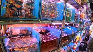 Viet Nam LARGEST Aquarium Fish Market - Hai Phong Fish Market | Walking Tour
