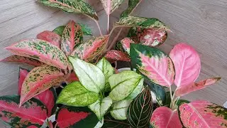 Аглаонемы🪴/ Полный обзор всей моей коллекции☘️🌿🍀/ Октябрь 2024🍁