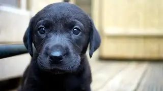 Witty dogs 😍 Cute animals 😍