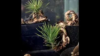 Patricia O'Connor, The Bonsai Balcony: Spring sprung update.